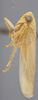Habitus, lateral view: !! display not done !! on Chlorotettix balli Osborn, 1898: Lateral. (Observation).