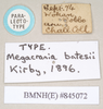 CollectionObject 1559743; e65ae62f-54c9-4e8e-9986-6b131a436fa2, NHMUK(SF IMPORT DUPLICATE) 845072: copyright Natural History Museum, London. female, data labels (paralectotype). (CollectionObject).