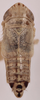 Habitus, dorsal view on Doratura medvedevi Logvinenko, 1961: from Ukraine, Cherson; male. (Observation).