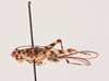 CollectionObject 1518407; 42d8ded2-71c4-4cfe-a34e-cb275590c939, NHMUK015982418: male, lateral view (holotype). (CollectionObject).