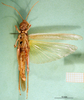 CollectionObject 1502153; b2009307-bb08-4891-93c3-1510fcd7fb17: male, ventral view (paralectotype). (CollectionObject).
