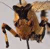CollectionObject 1534631; 8cd11505-d7f4-4a3c-bba4-3379692a6d64: male, frontal view (holotype). (CollectionObject).