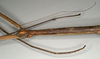 CollectionObject 1561157; 6525acf0-ecc8-4498-beeb-e2ae5001894c: copyright MIZ. female: head and thorax, lateral view (lectotype). (CollectionObject).