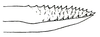 Allonemobius maculatus (Blatchley, 1900): Pl. IV, Fig. 115. apex of ovipositor. (Otu).