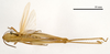 female, dorsal view (paratype of Euchorthippus declivus stichai Maran, 1954). Depicts CollectionObject 1575343; 0bb154be-178c-421c-9c04-2f40fdc6e3d4, a CollectionObject.