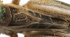 CollectionObject 1539769; 6ef2409b-b1c7-4640-98b1-6213b5ea8b39, MNHN-EO-ENSIF1605: male stridulatory apparatus (holotype). (CollectionObject).