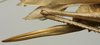 CollectionObject 1535139; fb7a47bf-4541-4976-86cd-f901409cb3f9: female ovipositor (holotype). (CollectionObject).