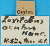 CollectionObject 1566517; 18a6c274-48a7-47f2-91e1-4ca8bb653853: labels. (CollectionObject).