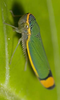 Habitus, dorsal view on Coronigoniella Young, 1977: Coronigoniella sp. @ Costa Rica, by Steve Marshall. (Observation).