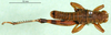CollectionObject 1579149; 7a64a864-f89e-4240-98c1-f47261a6ae52: male, dorsal view (paratype). (CollectionObject).