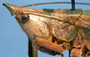 CollectionObject 1531680; 068a8f30-6fd3-462a-97fc-f2642450f0bb: female head and pronotum, lateral view (syntype or holotype). (CollectionObject).