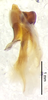 CollectionObject 1523747; f1a8ae68-265e-4836-8ba2-0db312d09a32: male genitalia, lateral view (holotype). (CollectionObject).