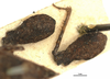 CollectionObject 1521827; OUM 693, 3bbfb75d-64ae-4816-9c8b-f50436bf0716: male, femur (holotype). (CollectionObject).