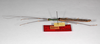 CollectionObject 1560329; 7412d082-8c1c-4afb-ba64-5cb5dc893dab: copyright ZMHB, Berlin. male, lateral view of synonym Nescicroa rammei (holotype). (CollectionObject).