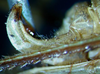 CollectionObject 1500690; 75fbbb75-1293-4d0b-bf6e-6d2ad137e6da, DORSA BTducadsHTM: male cerci (holotype of Ducetia adspersa). (CollectionObject).