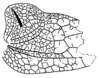 Callimenellus distinctus Gorochov & Voltshenkova, 2005: Fig. 63. male left tegmen. (Otu).