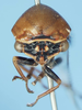 Head on Darnoides impressus Stål, 1870 now Darnoides limbata Fairmaire, 1847: (Observation).