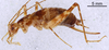 CollectionObject 1967352; 70c52027-8097-4d33-b599-5bc0d00a4f78: Female, lateral view (paratype). (CollectionObject).