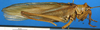 CollectionObject 1502348; 2749878e-1fcb-45f8-8a02-037cee06dce6: male, lateral view. (CollectionObject).