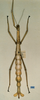 CollectionObject 1558814; 0b2c05a1-fef8-4a59-9c4d-9ee2a03be146: copyright CUMZ, Cambridge. female (holotype). (CollectionObject).