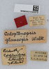 CollectionObject 1578657; 08f2511e-6d90-44a6-b510-de1f7cef17bd: labels. (CollectionObject).