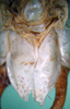 CollectionObject 1500687; a57d062e-58b3-4509-9f9f-606307d3100b: male subgenital plate (holotype). (CollectionObject).