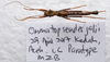 Ommatopseudes jalii Seow-Choen, 2018: (Otu).
