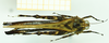 CollectionObject 1532930; db705cb0-20f5-449d-9e9e-670a58704607: male, dorsal view (holotype). (CollectionObject).