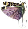 Harroweria gloriosa Hebard, 1927: Pl. XVIII, Fig. 2 (from Gatun, Canal Zone). female (dorsal view, tegmen length 37.3 mm). (Otu).