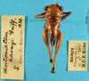 CollectionObject 1520503; a2a34595-2e09-4685-b89b-45fc3145ddc6: female, dorsal view. (CollectionObject).