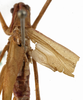 CollectionObject 1529792; 7bad1311-88a8-4859-9d12-96b506800284: male, dorsal view (lectotype). (CollectionObject).