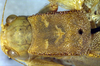 CollectionObject 1500584; 16f21c47-3291-4ec1-a0db-b944c50caf0f, DORSA BTplasemHTF: female pronotum, dorsal view (holotype). (CollectionObject).