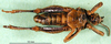 CollectionObject 1502930; 4f98dcc5-f510-4e0b-b056-898b93ffadb6: male, ventral view (allotype of Nocarodes transcaucasicus). (CollectionObject).