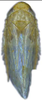 Habitus, dorsal view: !! display not done !! on Maiestas variabilis (Dash & Viraktamath, 1998): male. (Observation).