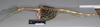CollectionObject 1556979; NHMUK(SF IMPORT DUPLICATE) 844987, d417b3a8-e424-455e-b8ee-700dff073cfc: copyright Natural History Museum, London. female, lateral view (holotype). (CollectionObject).