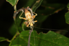 FieldOccurrence 3598; 052a7341-fa24-436f-8be8-2a2f05fbb24c; Argentina
Parque Nacional El Impenetrable, 2019/12/28: nymph (December 2019). (FieldOccurrence).