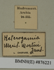 CollectionObject 1572910; 7f1c0d1a-2d9d-47b7-a9aa-b6f206ffbae7: Copyright Natural History Museum, London. Labels from non-type (adult female) in BM(NH). (CollectionObject).