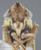 Head: !! display not done !! on Draeculacephala clypeata Osborn, 1926: Head/Face. (Observation).