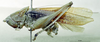 CollectionObject 1566136; 3f24be63-800e-444b-af14-9035251fcd0e: male, lateral view (syntype). (CollectionObject).