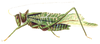 Terpnistria zebrata (Serville, 1838): Pl. 11, Fig. 2. male, length 23 mm [10 lignes]. (Otu).