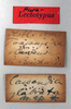 CollectionObject 1575274; ce03071a-458f-4445-bf2e-b2d7b61635cd: male, labels (paralectotype). (CollectionObject).