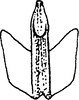 Aedeagus, ventral view: Aedeagus, ventral view (A. ordinatus crocatus). (Observation).