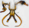 Aedeagus, ventral view: (Observation).