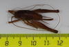 CollectionObject 1583544; 93887391-aeb6-4fa1-a290-fb73086eb7c5: female, dorsal view (paratype). (CollectionObject).