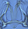 Connective: (Observation).