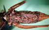 CollectionObject 1500674; 08fa0914-e8a6-4d5f-a387-390591a207b3: female ventral view (holotype). (CollectionObject).
