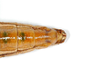 CollectionObject 1562194; 37981bb1-9ec6-4959-b8db-8a841063b555: copyright ZMB, Berlin. female: end of abdomen, ventral view (paratype). (CollectionObject).