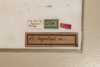 CollectionObject 1531257; 33e0ba44-3492-443a-84be-77383198d13c: male, labels (syntype). (CollectionObject).