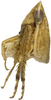 Habitus, lateral view: !! display not done !! on Faltala Oman, 1938: male. (Observation).
