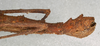 CollectionObject 1562128; NMW 469, 843e7752-eaf2-4327-9644-a3aa83d53135: copyright NMW, Vienna. female: end of abdomen, lateral view of Stheneboea repudiosa (holotype). (CollectionObject).